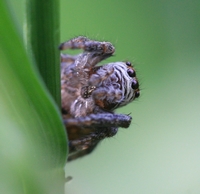 araignée
