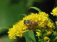 abeille