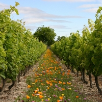 jachere-fleurie