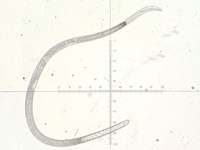 nematode